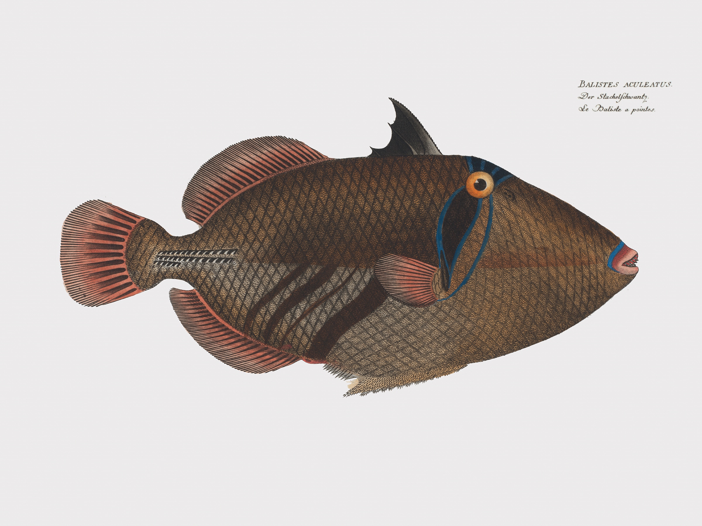 Balstes Aculeatus Fish Painting